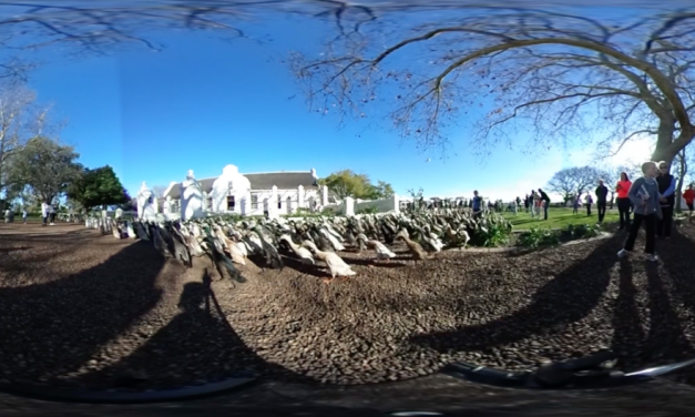 Duck stampede: An experiment with 360° video